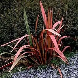 phormium tenax en diseño paisajístico de la terraza