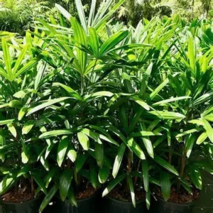 Rhapis excelsa en diseño paisajístico de la terraza