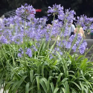 Agapanthus en diseño paisajístico de la terraza