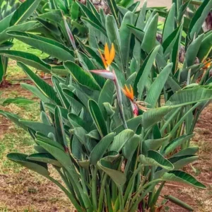 strelitzia reginae en diseño paisajístico de la terraza
