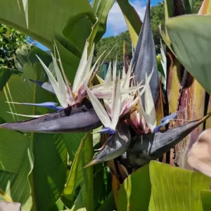 strelitzia nicolai en diseño paisajístico de la terraza