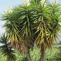 Palmeras ornamentales y yuccas adaptadas al clima desértico, integradas en jardín de lujo con arquitectura árabe en Marrakech
