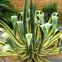 Cactus, agaves y suculentas resistentes al clima árido utilizados en diseño paisajístico árabe en Marrakech, ideales para jardines de bajo mantenimiento