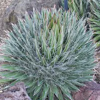Cactus, agaves y suculentas resistentes al clima árido utilizados en diseño paisajístico árabe en Marrakech, ideales para jardines de bajo mantenimiento