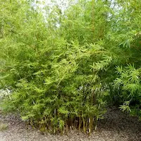 Grupo de bambú ornamental y alphonse-karr utilizado en jardín perenne de villa privada en Polonia, seleccionado por su resistencia al clima frío y su valor estructural en el diseño paisajístico