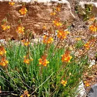 bulbine frutescens en diseño paisajístico de la terraza