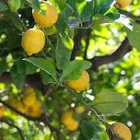 Limoneros y cítricos mediterráneos resistentes al calor, utilizados en jardín árabe de Marrakech para aportar frescura y aroma