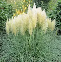 Selección de gramíneas ornamentales y cortaderias resistentes al clima frío para jardín perenne en villa privada en Polonia