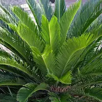 Palmeras ornamentales y cycas adaptadas al clima desértico, integradas en jardín de lujo con arquitectura árabe en Marrakech