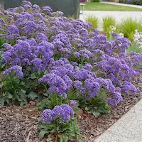 limonium en diseño paisajístico de la terraza