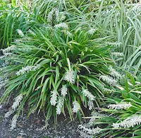 Selección de gramíneas ornamentales y ophiopogones resistentes al clima frío para jardín perenne en villa privada en Polonia