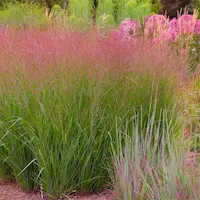 Selección de gramíneas ornamentales y panicum resistentes al clima frío para jardín perenne en villa privada en Polonia