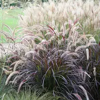 Selección de gramíneas ornamentales y pennisetum resistentes al clima frío para jardín perenne en villa privada en Polonia