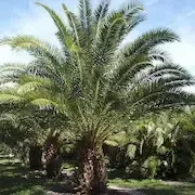 Palmeras ornamentales adaptadas al clima desértico, integradas en jardín de lujo con arquitectura árabe en Marrakech