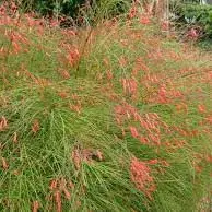 russelia en diseño paisajístico de la terraza