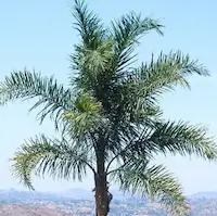 Palmeras ornamentales adaptadas al clima desértico, integradas en jardín de lujo con arquitectura árabe en Marrakech