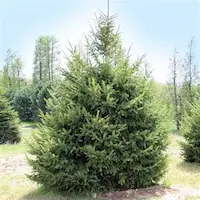 Composición de plantas perennes y thujas adaptadas al clima continental, utilizadas en jardín ecológico de villa privada en Polonia