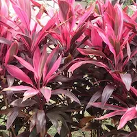 cordyline rubra en diseño paisajistico urbano