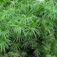 papiro en diseño paisajistico urbano