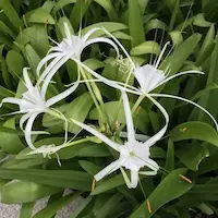 hymenocallis littoralis en diseño paisajistico urbano