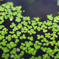 lemna minor en piscina natural