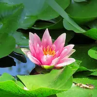 nymphaea tetragona en piscina natural