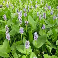pontederia cordata en piscina natural