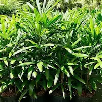 rhapis excelsa en bioparque