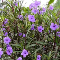 ruellia brittoniana en spa urbano