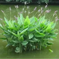 thalia dealbata en piscina ecologica