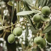 Olea europaea with sculptural trunk and silvery foliage providing shade and character in a Mediterranean courtyard landscape