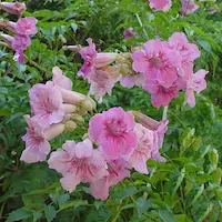 Podranea ricasoliana with soft pink trumpet‑shaped flowers used as a climbing plant in a sustainable Mediterranean garden in Catalonia