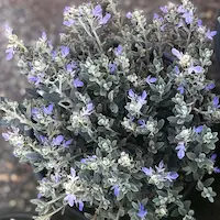 Teucrium fruticans with silver‑grey foliage and lilac flowers used as a drought‑tolerant shrub in a Mediterranean garden in Catalonia