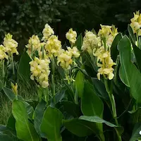 Canna indica ‘Yellow’ with bold yellow blooms and lush foliage used for vibrant poolside planting in a dry‑climate courtyard garden