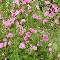 Cosmos bipinnatus with delicate pink and yellow flowers adding color and lightness to a sustainable Mediterranean garden in Catalonia
