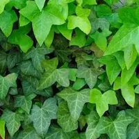Hedera helix used as evergreen wall cover to soften architectural lines and add freshness to a dry‑climate courtyard garden