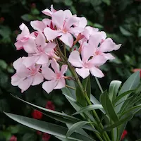 Nerium oleander with pink flowers and evergreen foliage adding color and structure to a Mediterranean garden in Catalonia