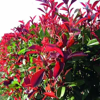 Photinia ‘Red Robin’ with vibrant red and green foliage used as a structural shrub in a Mediterranean garden in Catalonia