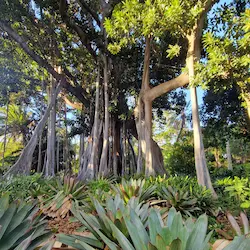 Árbol banyan con raíces aéreas rodeado de vegetación tropical en jardín en jardín botanico en puerto de la cruz