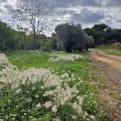 Camino rural entre vegetación y gramíneas silvestres blancas en entorno tranquilo