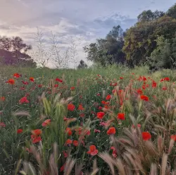 Campo con amapolas rojas y hierbas altas bajo cielo parcialmente nublado