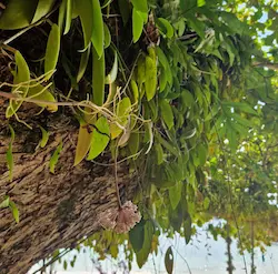 Detalle de árbol con flor colgante de hoya entre follaje verde en entorno natural