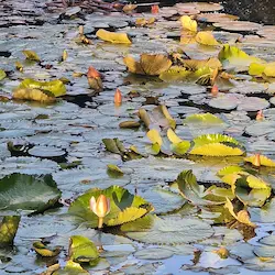 Estanque con nenúfares y flores acuáticas en jardín tranquilo