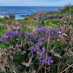 Limonium en acantilado junto al mar rodeadas de vegetación seca