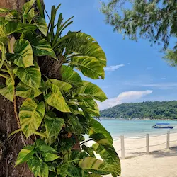 Playa tropical con pothos, colina verde y agua turquesa