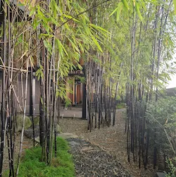 Camino entre bambú hacia edificio de estilo moderno en jardín tranquilo en Kuala Lumpur