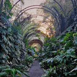 Túnel vegetal cubierto de plantas trepadoras en jardín urbano con estructura metálica