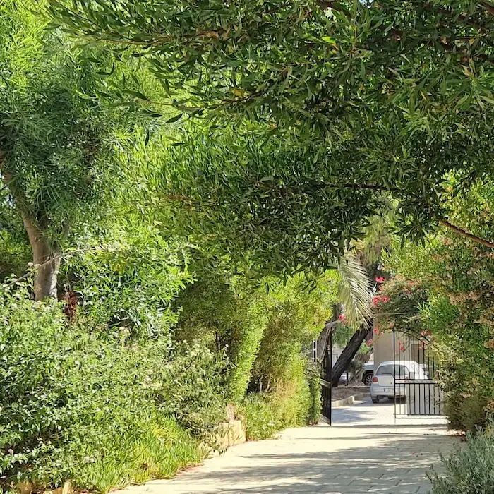 Gepflegter Villengarten mit üppigem Grün auf Mallorca Grüner Villengarten mit schattenspendenden Bäumen, üppiger Bepflanzung und gepflasterter Zufahrt